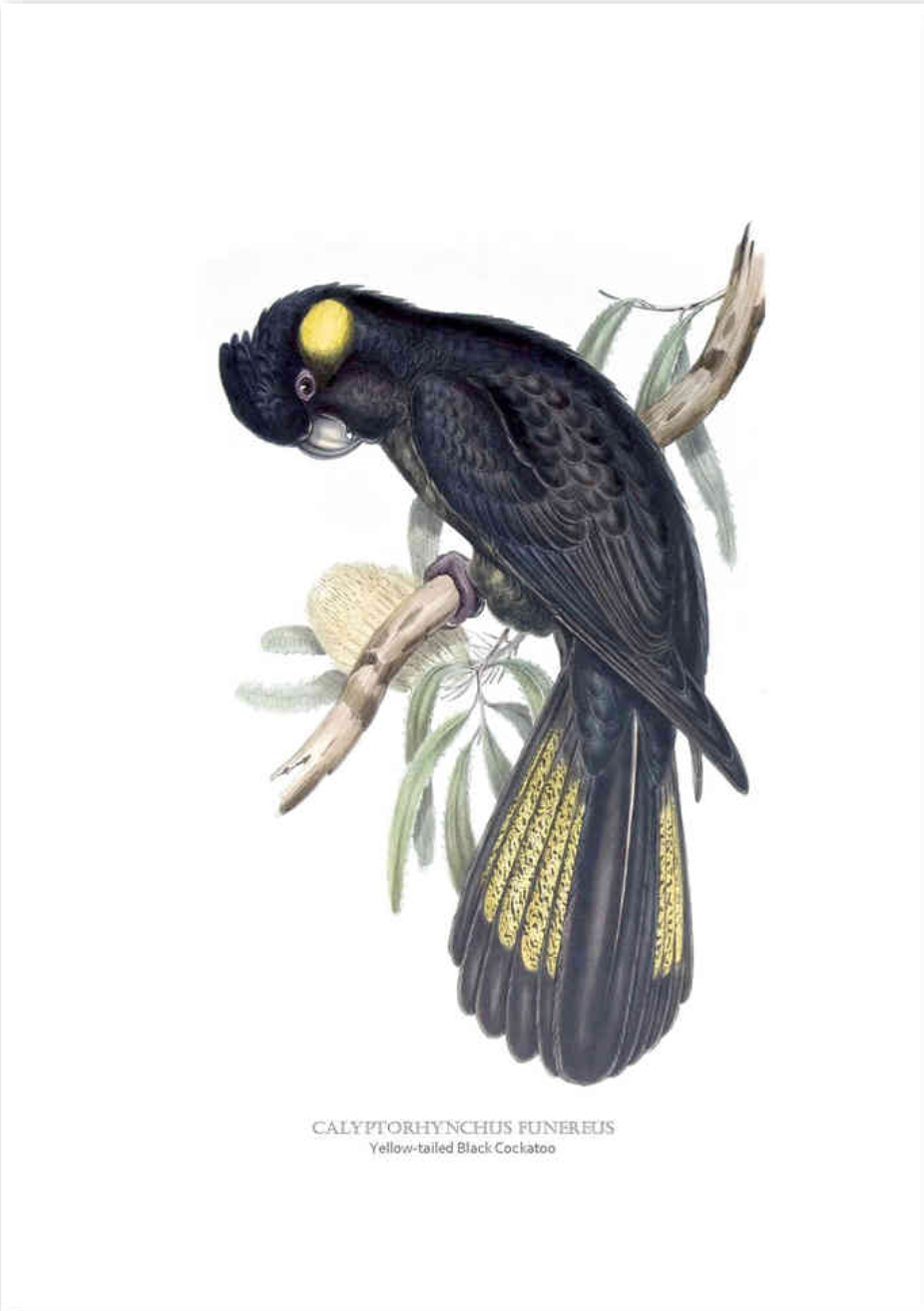 Yellow Tailed Black Cockatoo